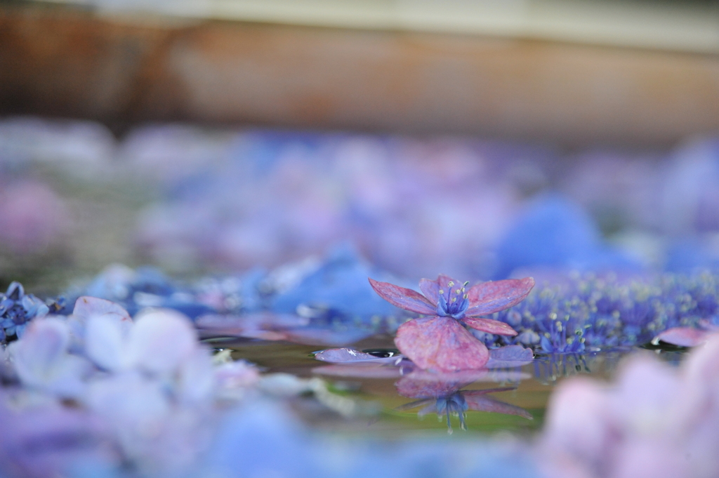 花手水01