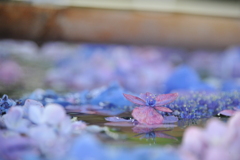 花手水01
