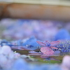 花手水01