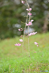 土筆と枝垂れ桜