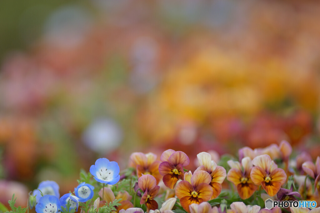 Spring color