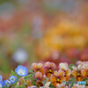 Spring color