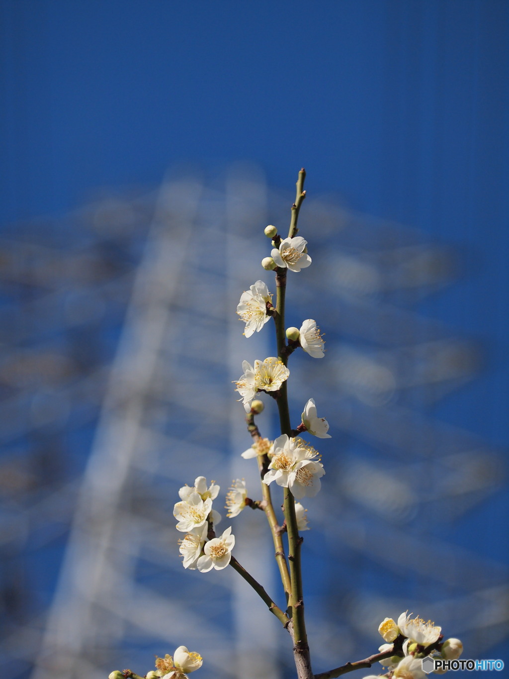 梅と鉄塔と青空