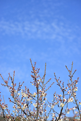 白梅と青空