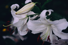 百合