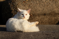 海辺の猫