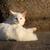 海辺の猫