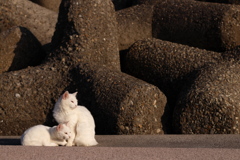 海辺の猫