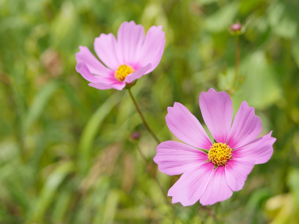 秋桜