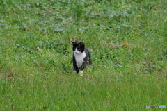 にゃーん