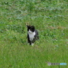 にゃーん
