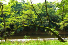 巾着田