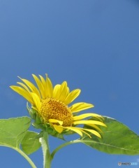 夏
