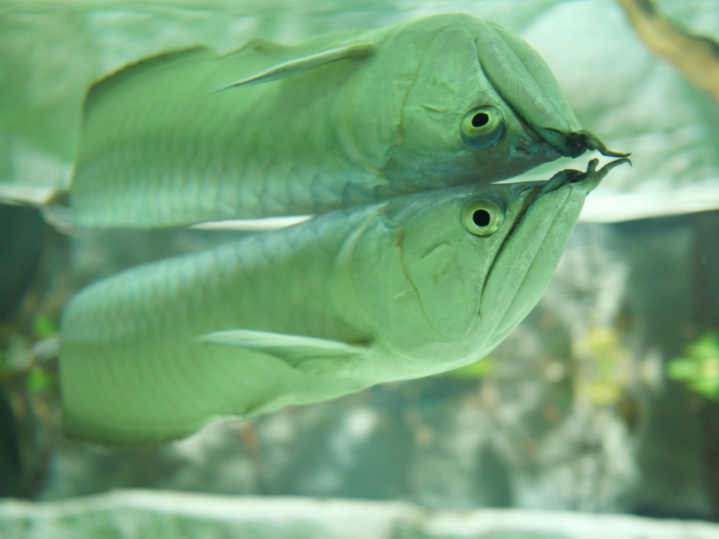 川崎水族館「カワスイ」にて