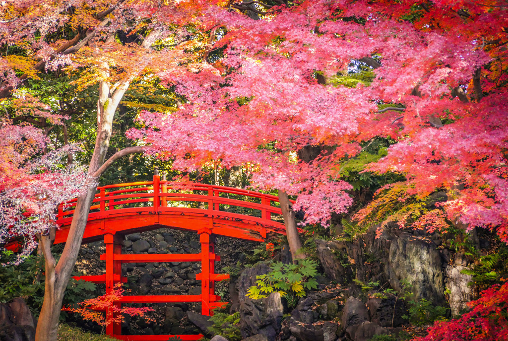 小石川後楽園の紅葉
