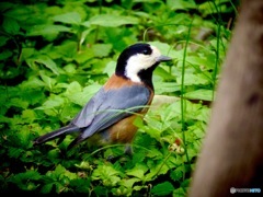 鳥