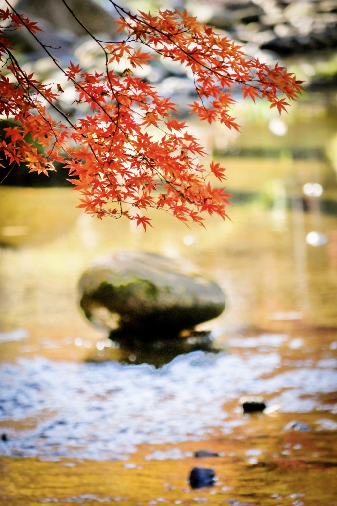 小石川後楽園の紅葉