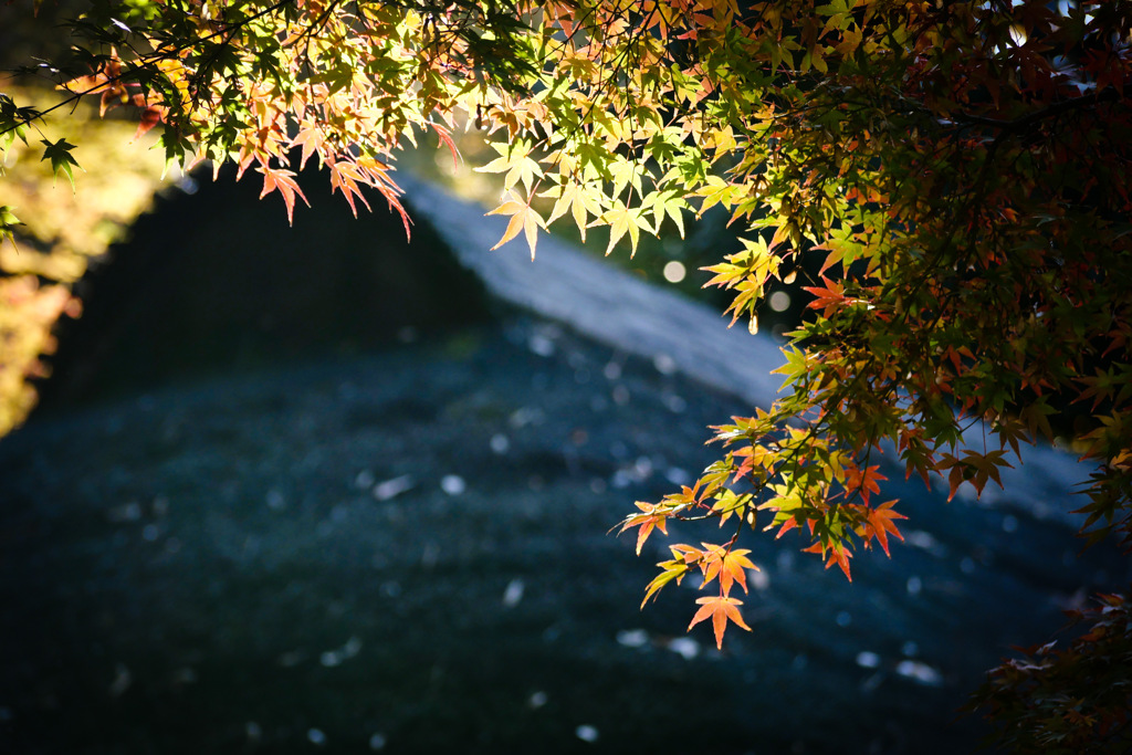 小石川後楽園の紅葉