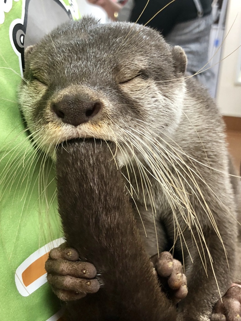 はむはむ！