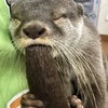 はむはむ！