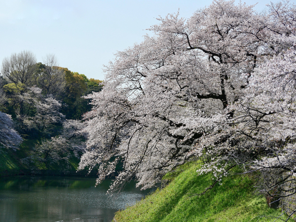 千鳥ヶ淵の桜