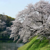 千鳥ヶ淵の桜