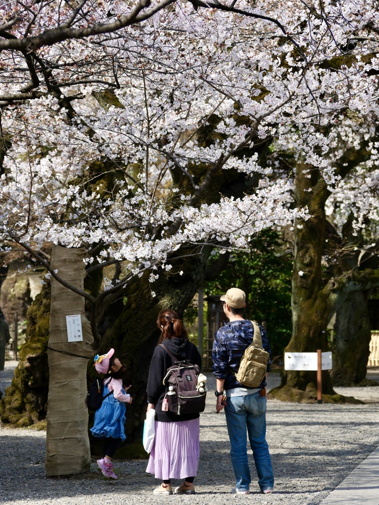 靖國神社　桜満開