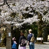 靖國神社　桜満開