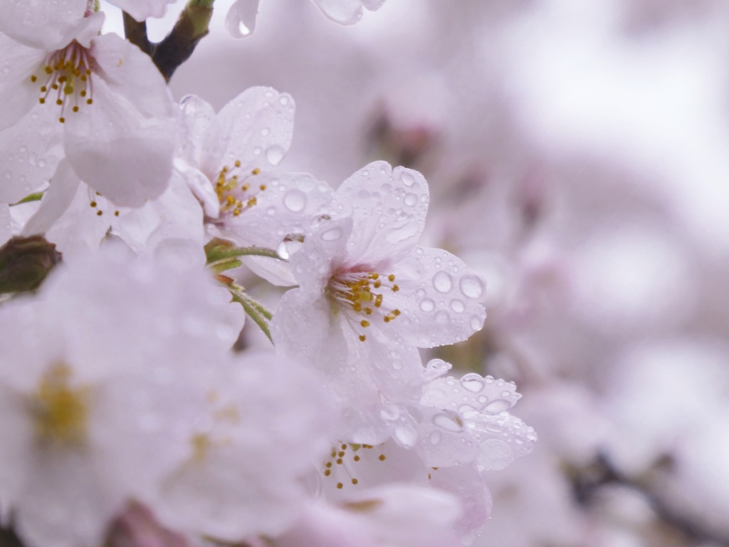 雨桜