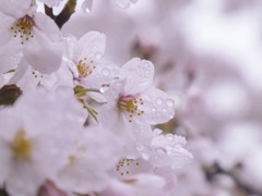 雨桜