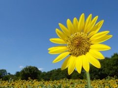 夏