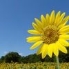 夏