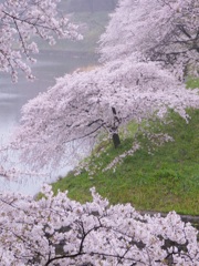 雨桜