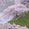 雨桜