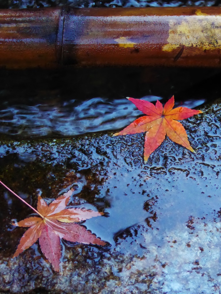 紅葉