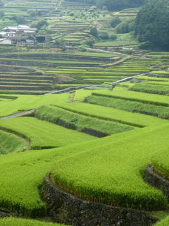 棚田