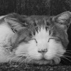 野良猫