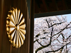 靖國神社　桜満開