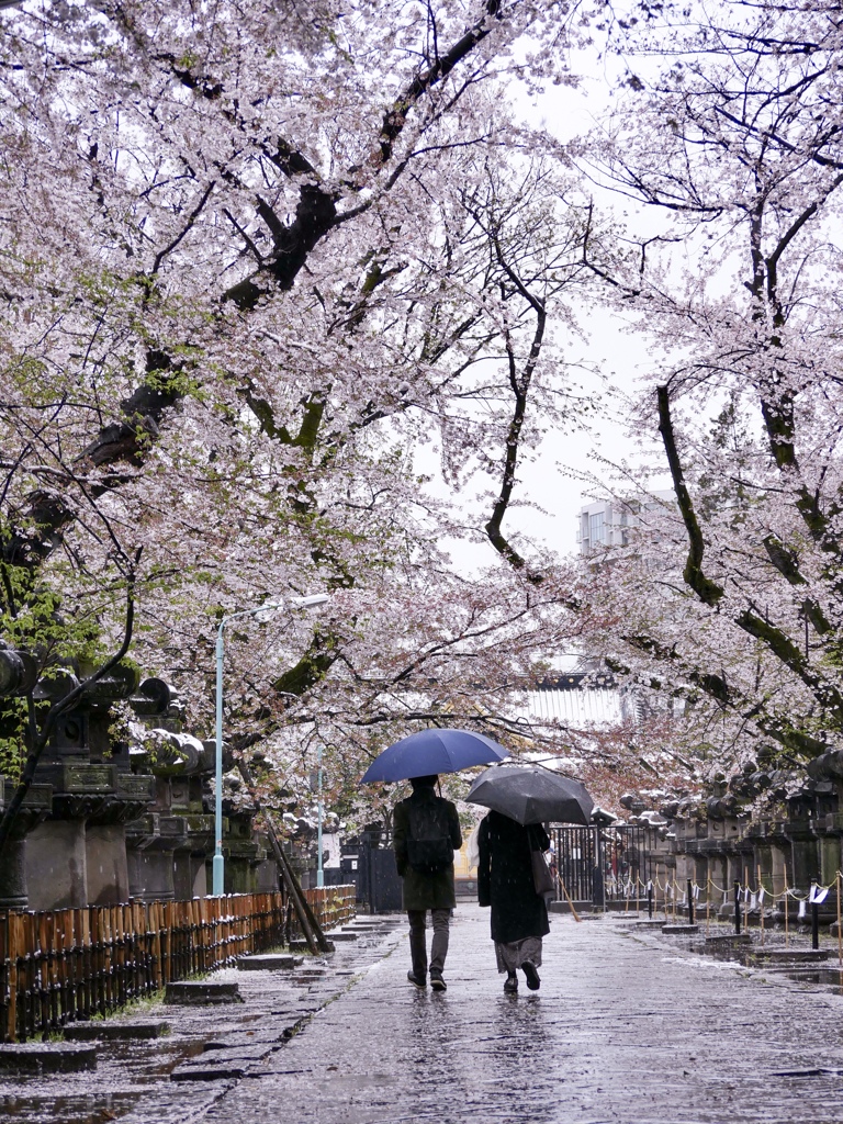 雨のひと時