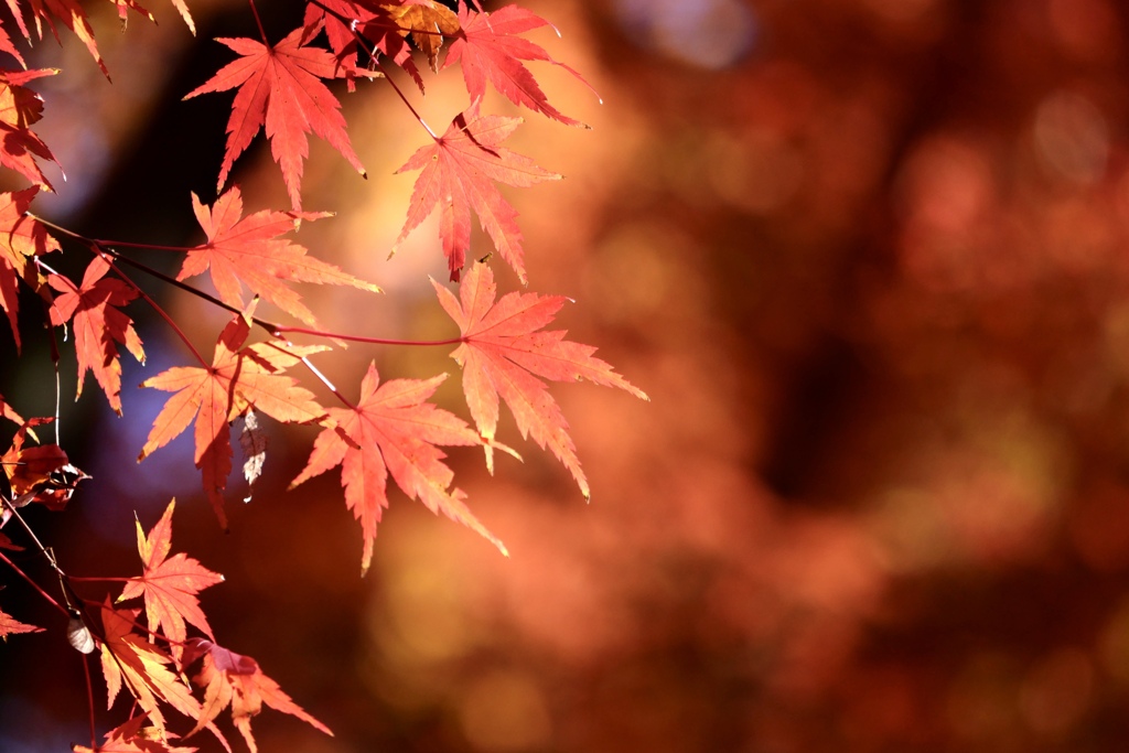 小石川後楽園の紅葉