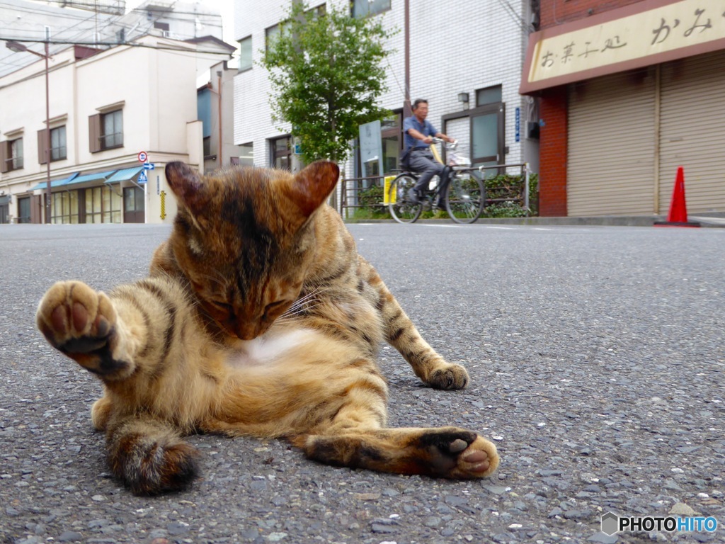 猫日和