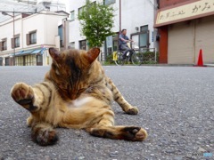 猫日和