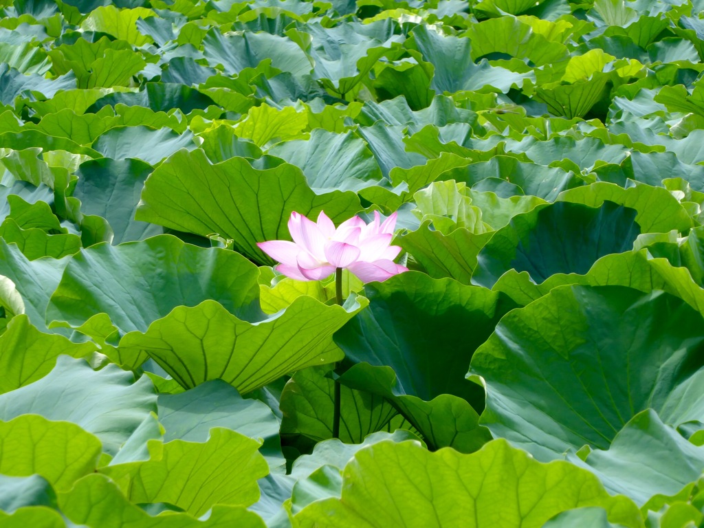中心