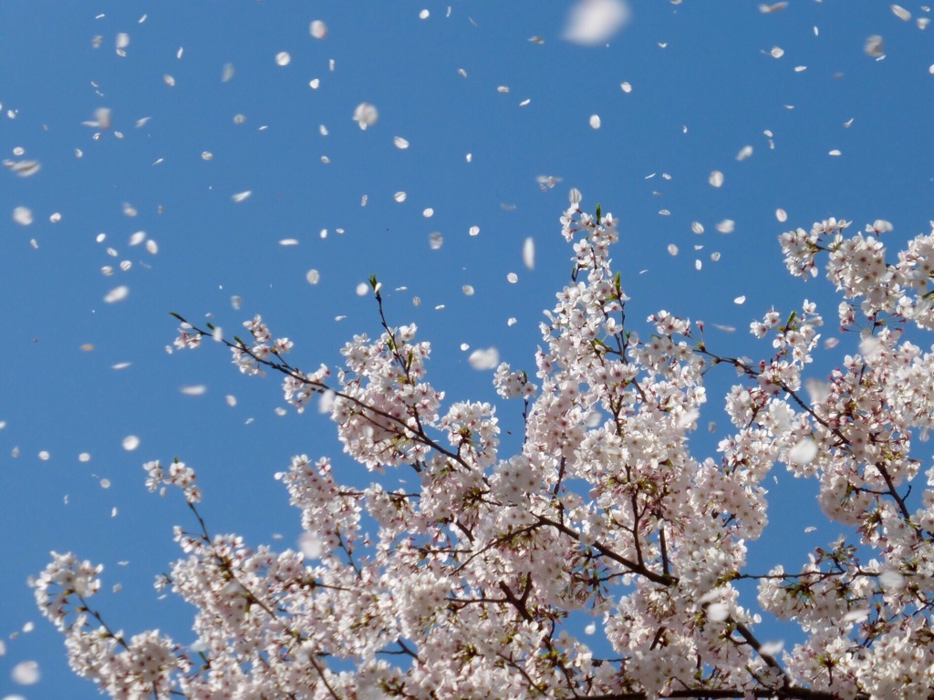 桜