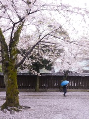 雨桜