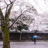 雨桜