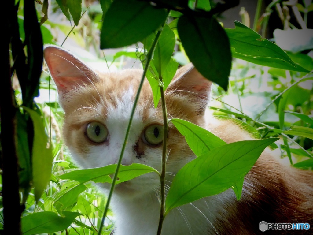 猫日和