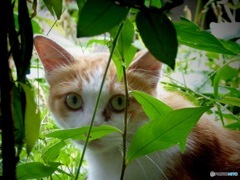 猫日和