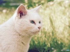 猫日和
