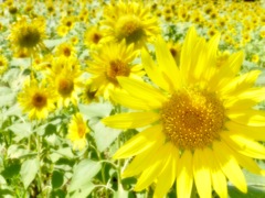 夏